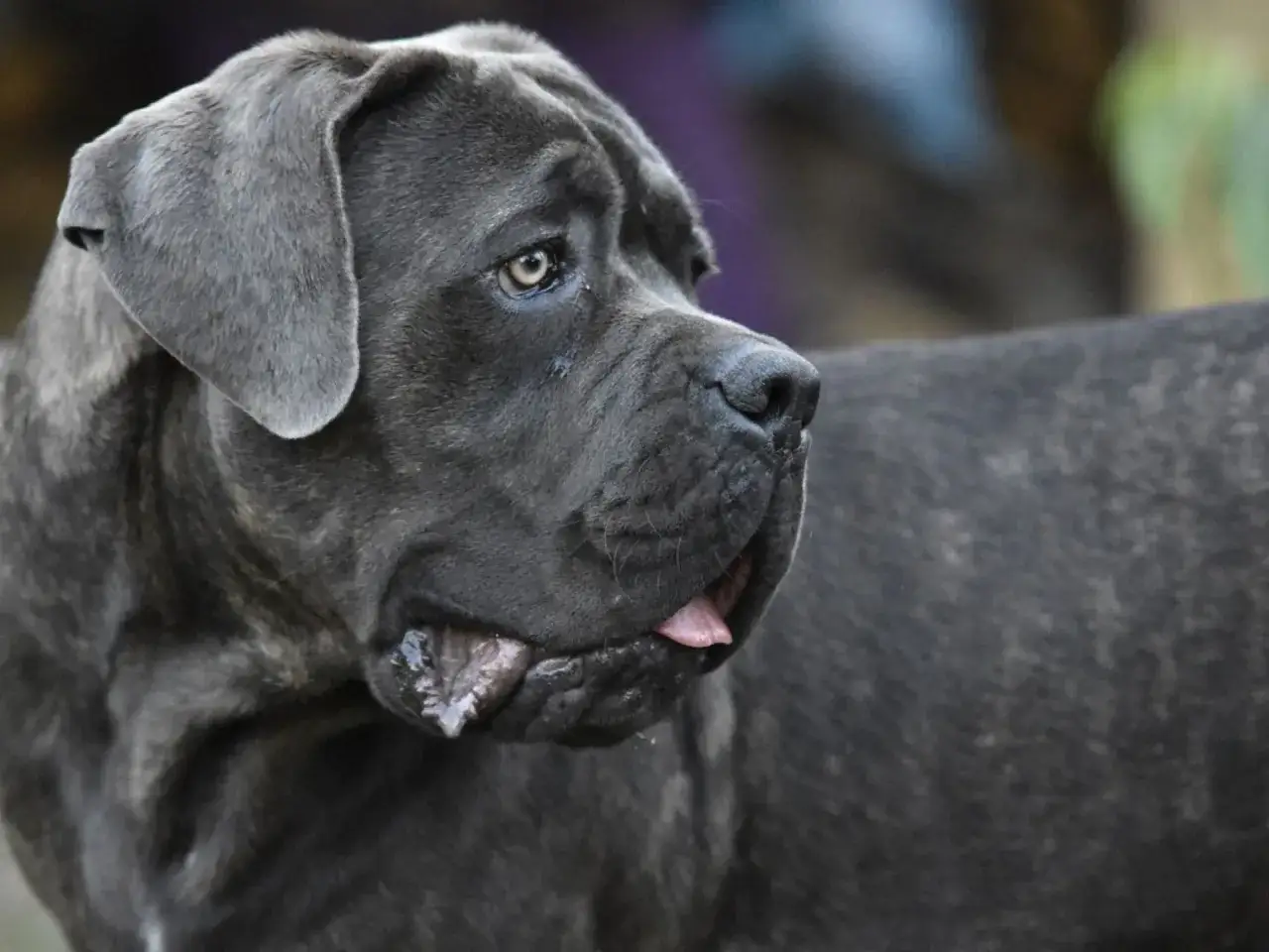 Ein majestätischer Cane Corso mit grauem Fell blickt nach rechts. Seine Zunge lugt leicht hervor.