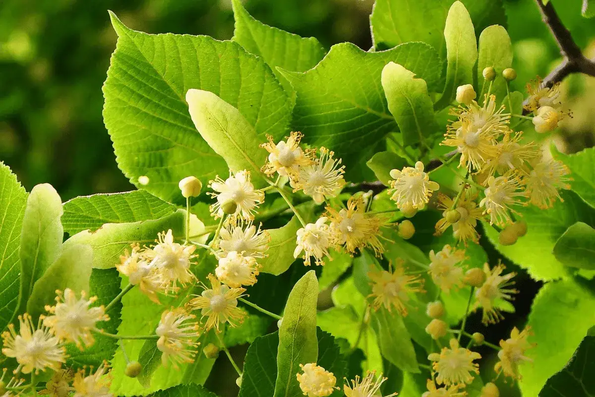 Fleurs de tilleul parfumées, prêtes à être cueillies. Le moment idéal pour profiter de leurs bienfaits.