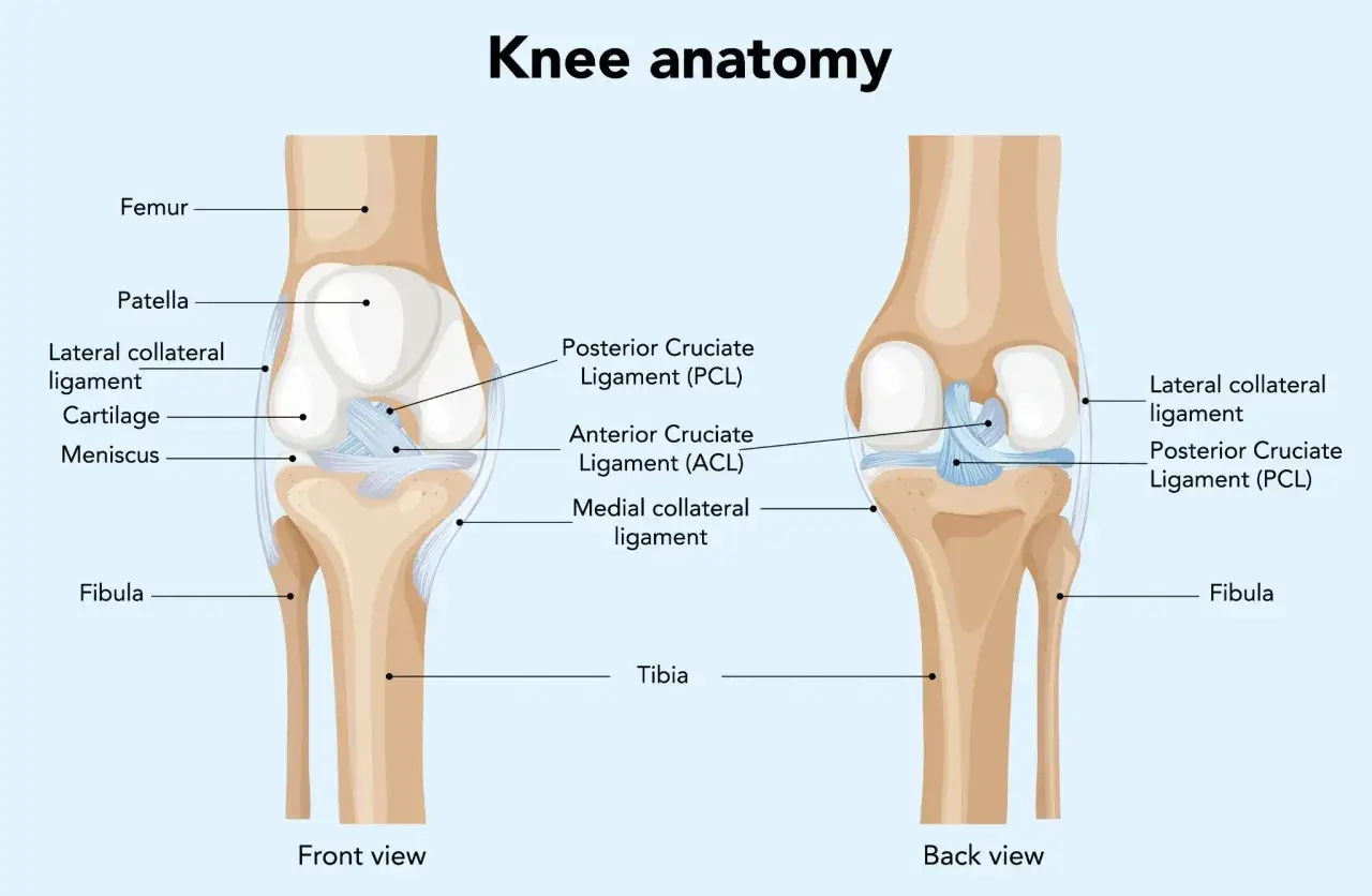 Schema der Knieanatomie mit Femur, Patella, Tibia, Fibula und der Gelenkkapsel Knie mit Bändern und Meniskus.