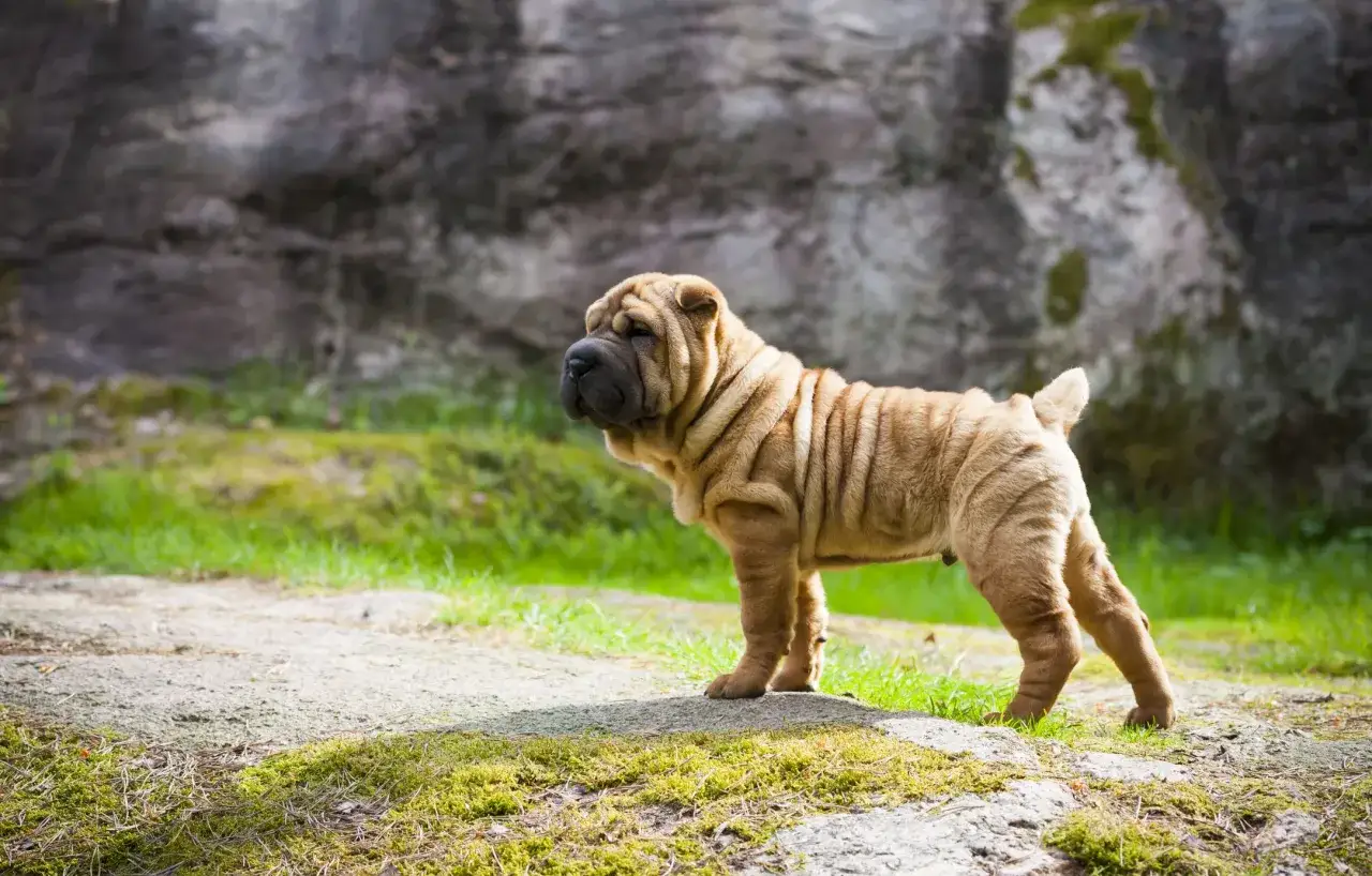 Un cachorro de Shar Pei, uno de los perros arrugados más adorables, posa con orgullo sobre rocas cubiertas de musgo.