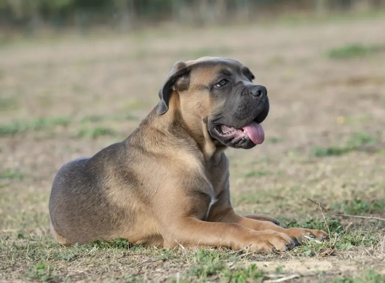 Młody, szary cane corso leży na trawie, dysząc z językiem na zewnątrz.