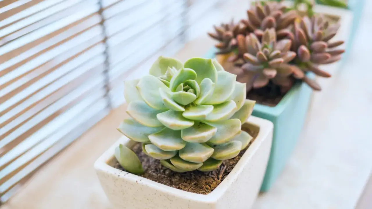 Delikatna echeveria w jasnej doniczce, obok inne sukulenty. Dowiedz się, echeveria jak dbać, by pięknie rosła.