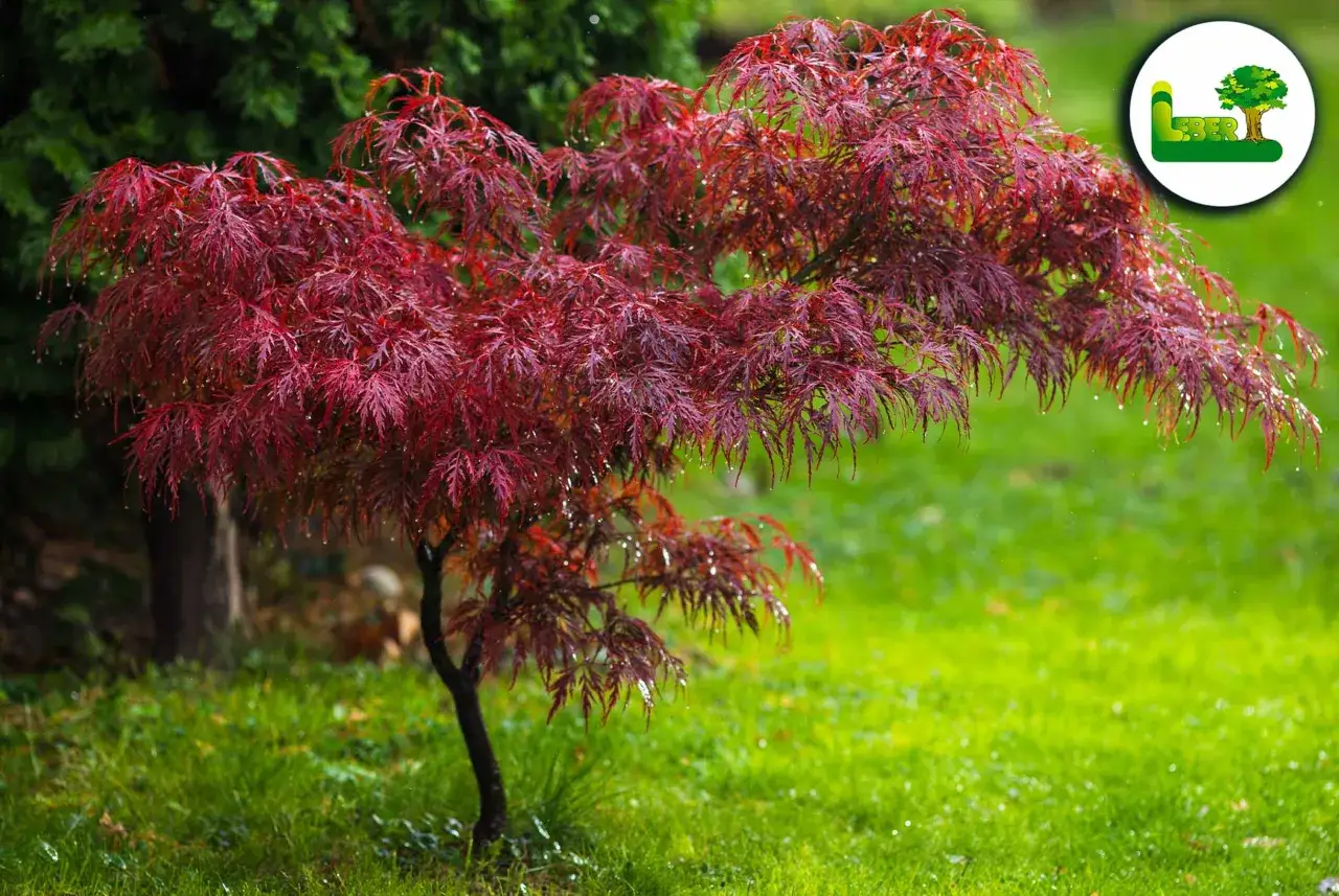 Ein roter Japanischer Ahorn mit feinen Blättern, bedeckt mit Regentropfen, steht im grünen Gras. Verschiedene Ahorn Arten sind für ihre Schönheit bekannt.
