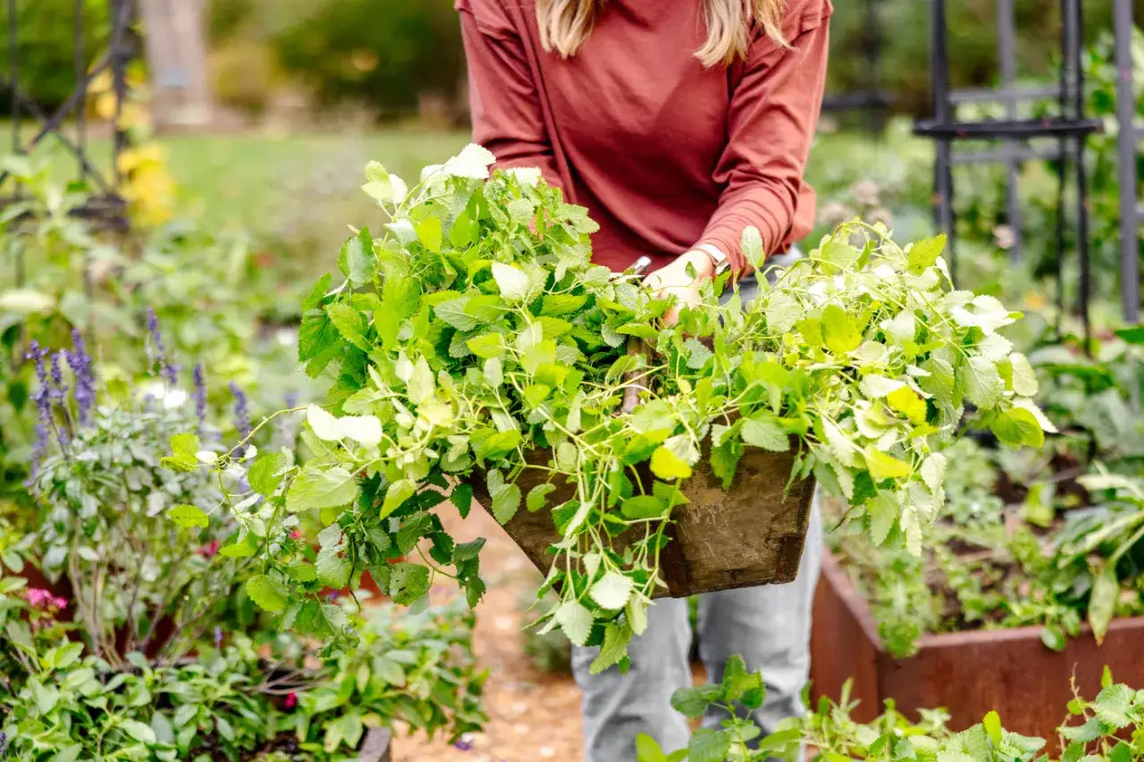 A person harvests a bounty of fresh lemon balm leaves from a garden, their vibrant green foliage overflowing from a rustic wooden planter.