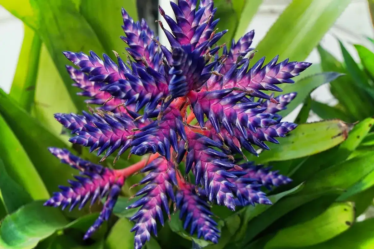 Aechmea pianta: cura e consigli per una fioritura spettacolare. Foglie verdi e infiorescenza viola e rosa intenso.