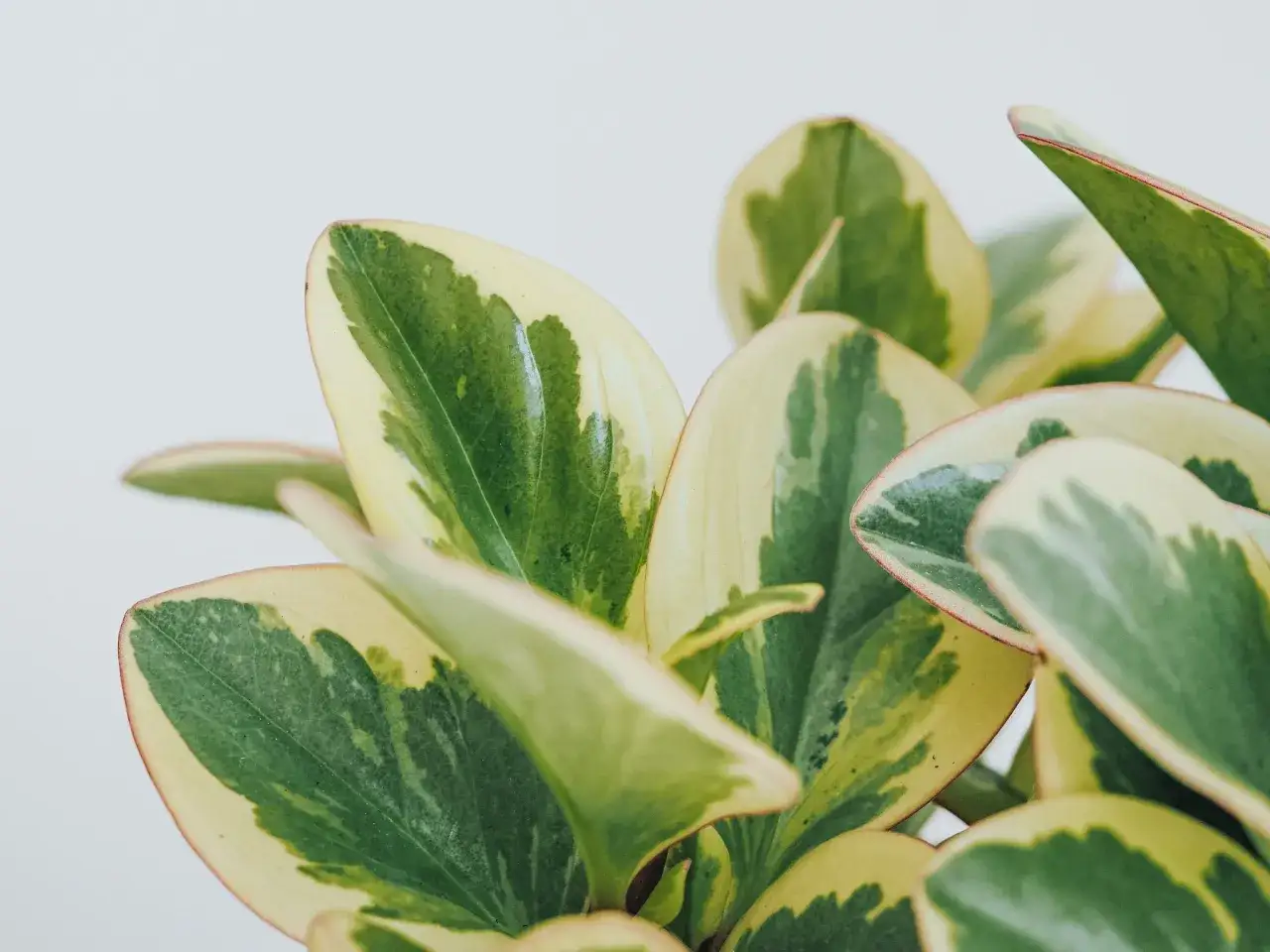 N&auml;rbild p&aring; en brokig peperomia, en av m&aring;nga vackra peperomia sorter. Bladen har gr&ouml;na och gulvita m&ouml;nster.