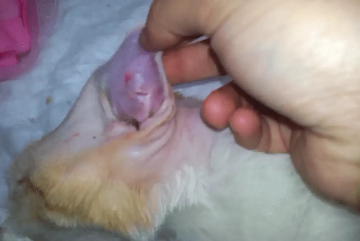 Otohematoma en oreja de perro, hinchada y morada.