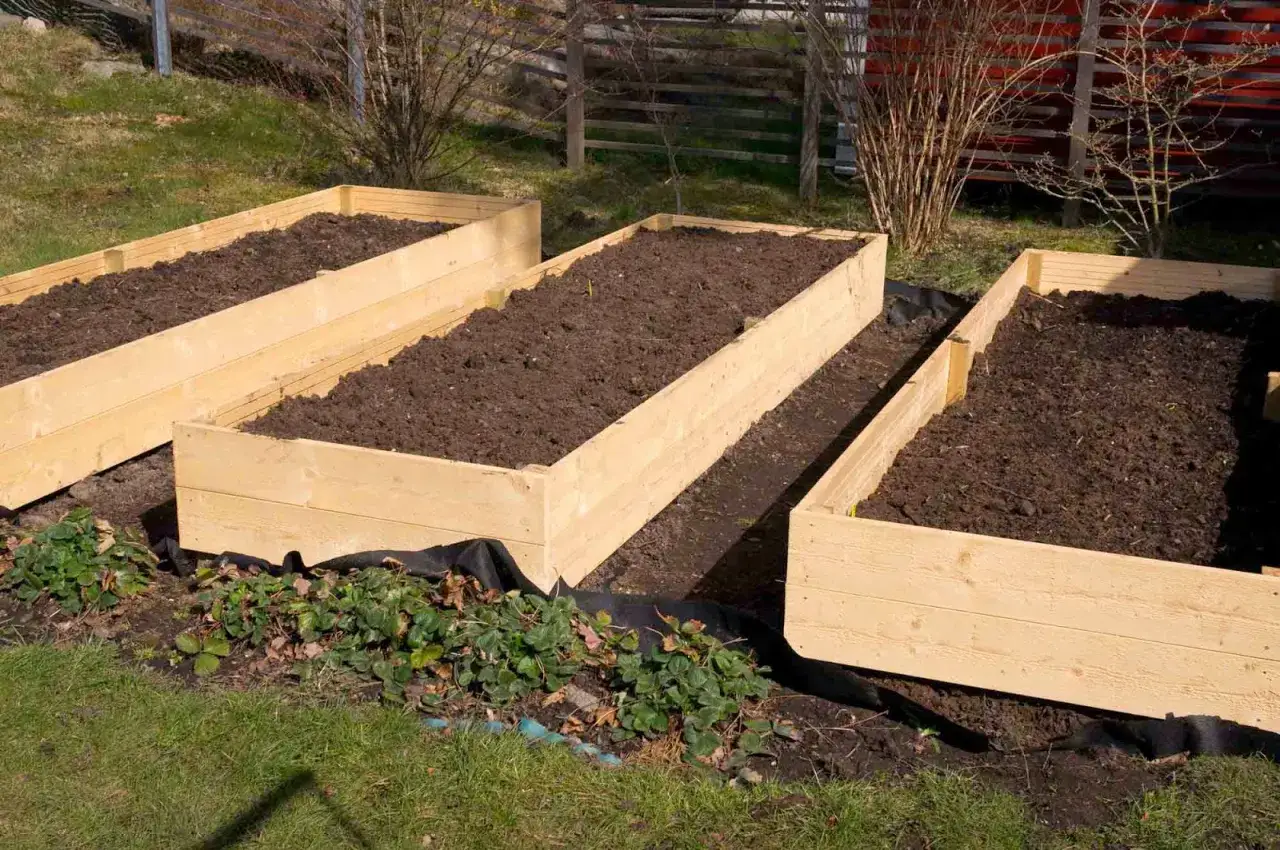 Tre pallkragar fyllda med jord, redo f&ouml;r plantering av potatis. Jordgubbsplantor v&auml;xer vid sidan.
