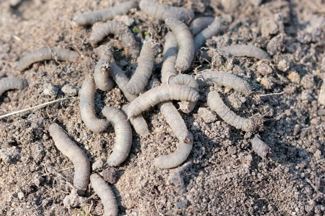 Un groupe de gros vers blancs se tortillent sur la terre. Ils semblent prêts à creuser pour trouver de la nourriture.