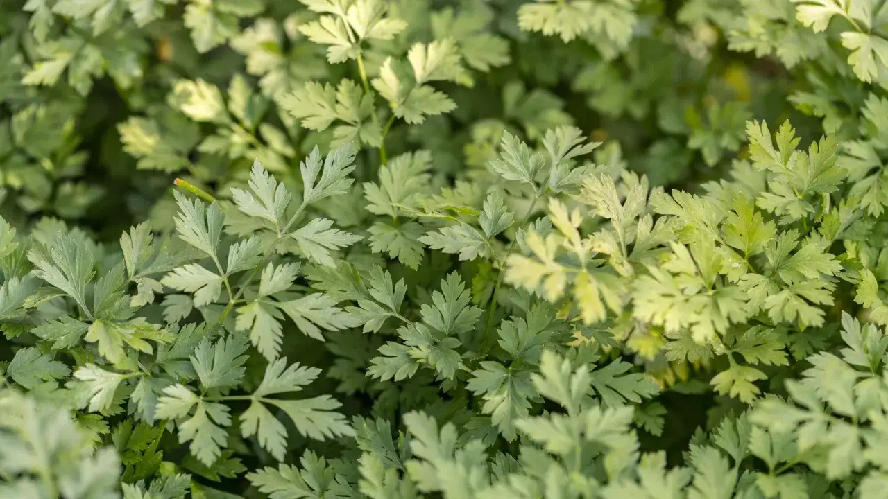 Feuilles de persil aux teintes vertes et l&eacute;g&egrave;rement jaunies, formant un tapis v&eacute;g&eacute;tal dense.