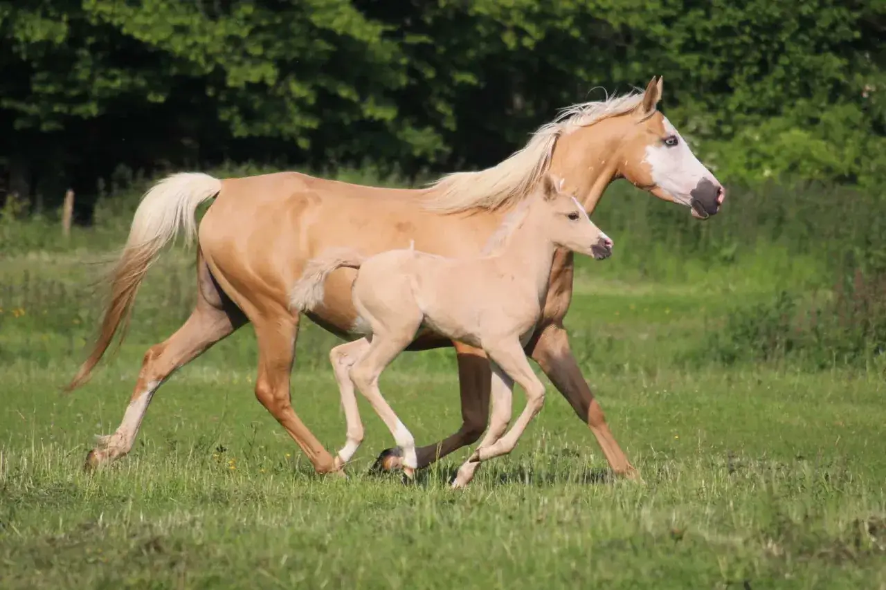 Un magnifique poulain et sa mère, un cheval demi-sang arabe, galopent dans un pré verdoyant sous le soleil.