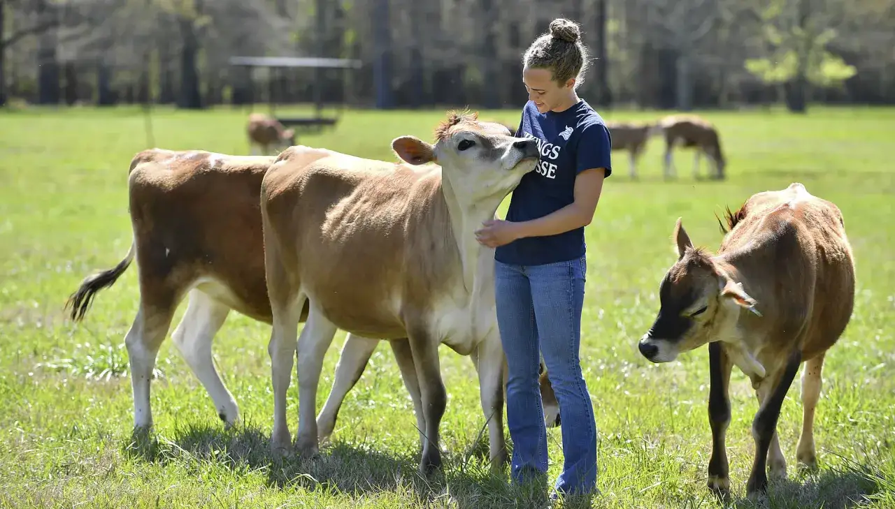 Ragazza interagisce con vitelli in un prato, mostrando come lavorare con gli animali con affetto e cura.