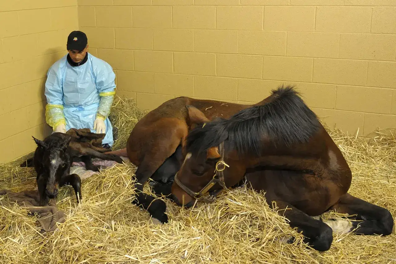 Un poulain noir vient de naître, sa mère brune est couchée dans la paille. Un homme en tenue de protection veille. La gestation cheval touche à sa fin.