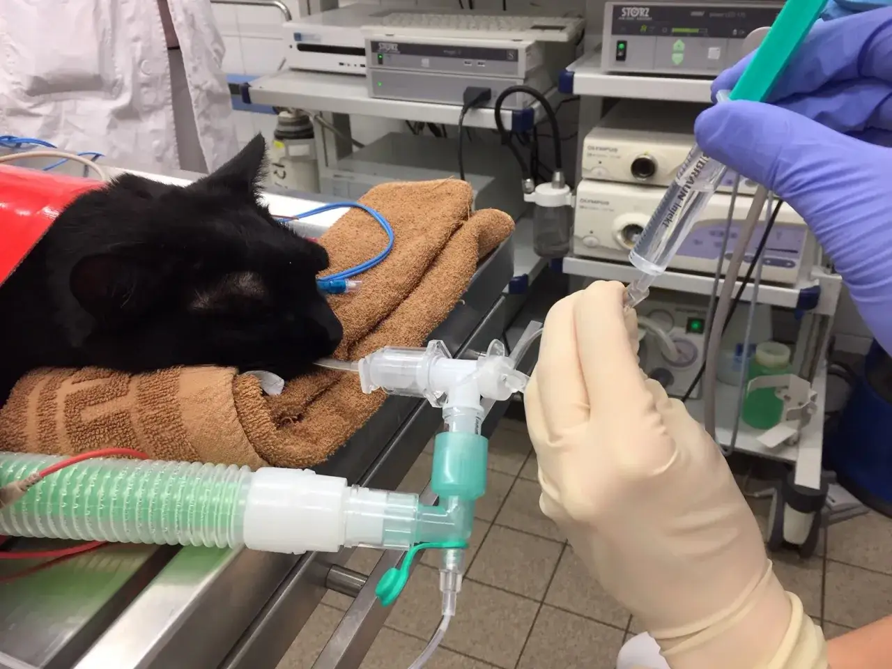 Schwarze Katze mit Beatmungsschlauch, die tief und ruhig schläft. Man hört sie fast, wie sie schnarcht.