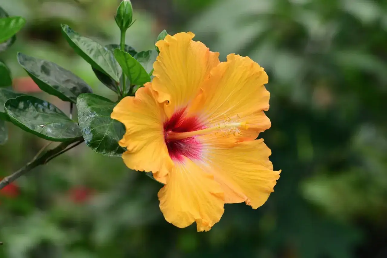 Jasnożółta ketmia, inaczej hibiskus, z czerwonym środkiem i zielonymi liśćmi na rozmyty tle.