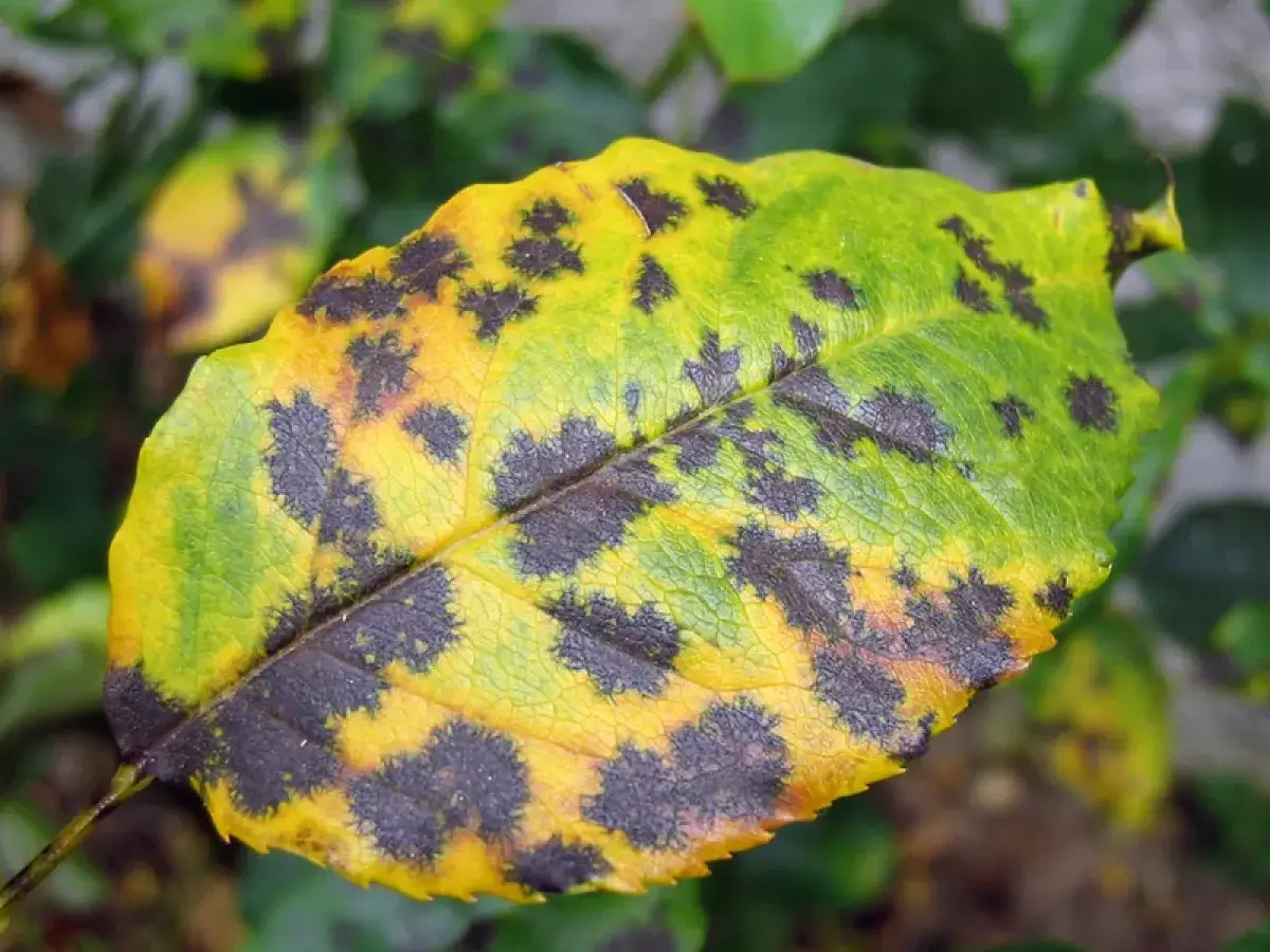 Feuille de rosier atteinte de marsonia, tachet&eacute;e de noir sur fond jaune et vert.