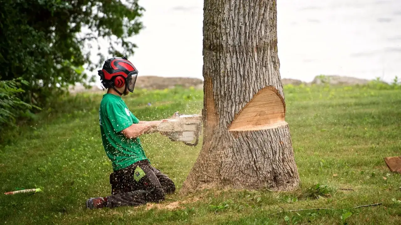 Un b&ucirc;cheron en &eacute;quipement de protection coupe un arbre de plus de 30 ans avec une tron&ccedil;onneuse.