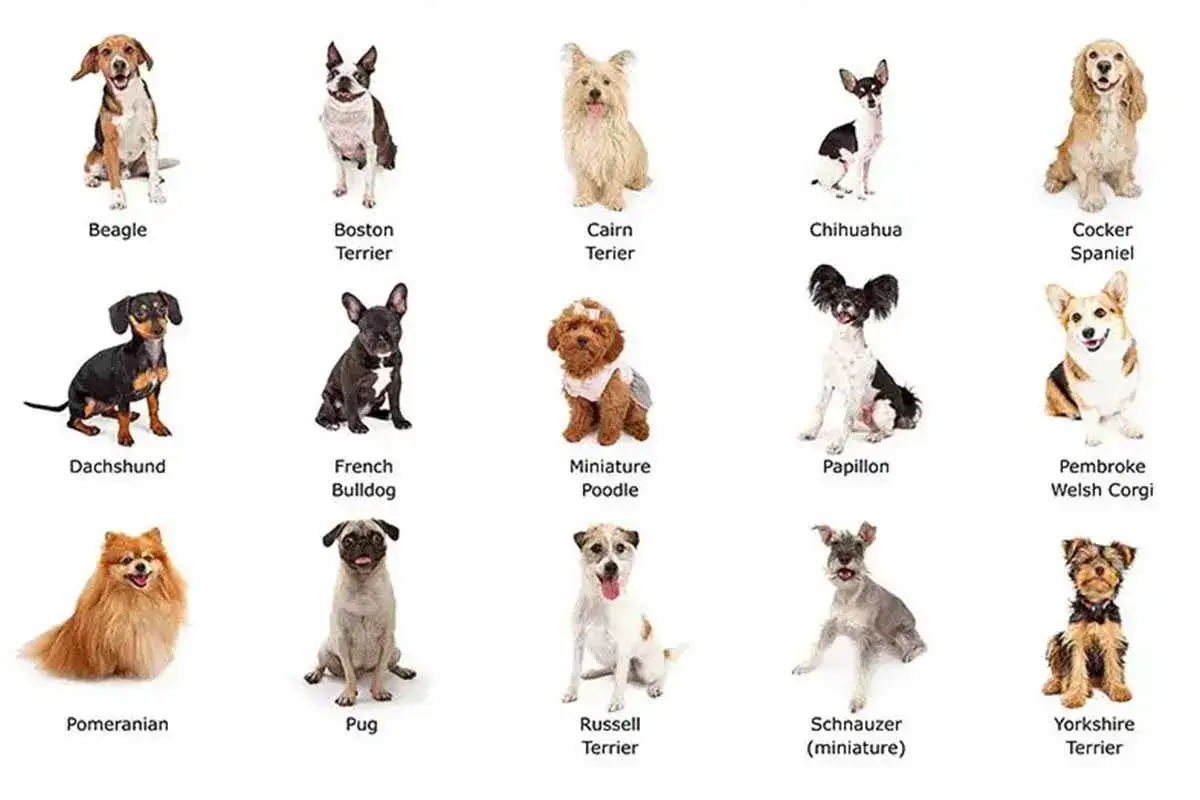 Kolekcja psów: Beagle, Boston Terrier, Cairn Terrier, Chihuahua, Cocker Spaniel, Dachshund, French Bulldog, Miniature Poodle, Papillon, Pembroke Welsh Corgi, Pomeranian, Pug, Russell Terrier, Schnauzer (miniature), Yorkshire Terrier.