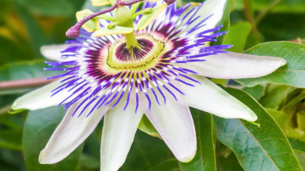 Passiflora – jej niezwykłe działanie uspokajające i relaksujące. Kwiat o fioletowo-białych płatkach i purpurowych nitkach.