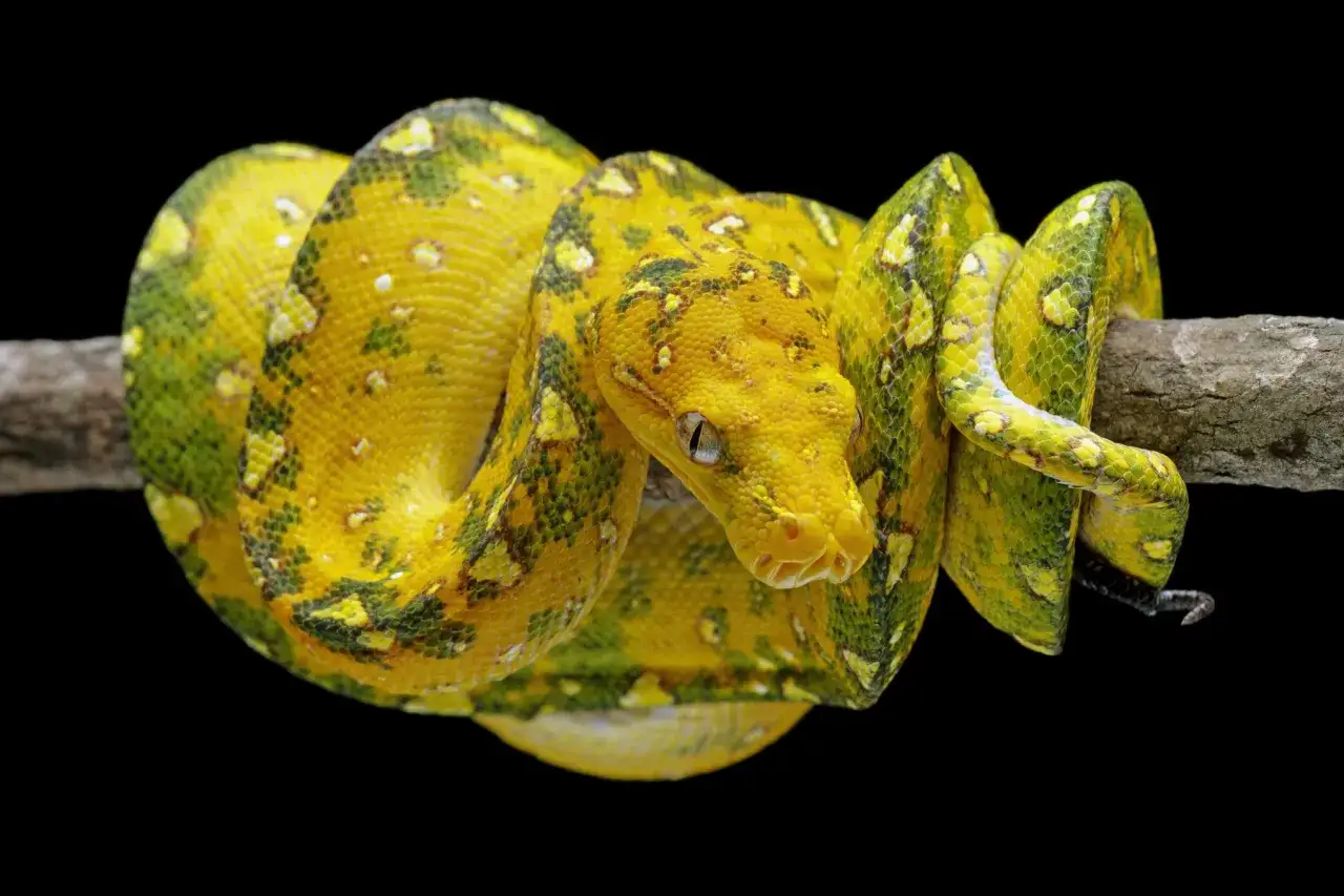 Serpiente verde y amarilla enroscada en una rama. Aunque las serpientes son sordas, esta parece muy atenta.