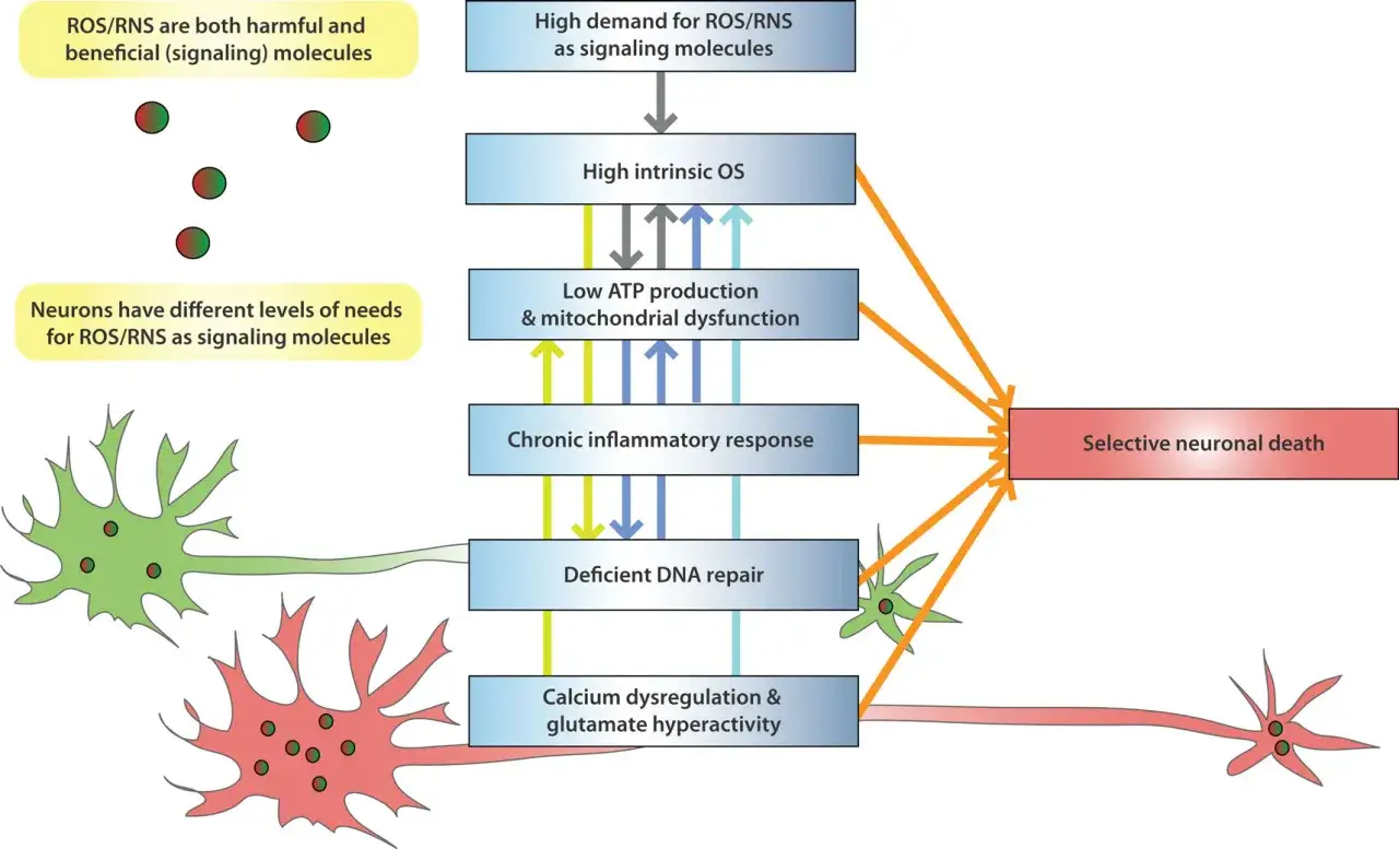 Hohe Nachfrage nach ROS/RNS führt zu hohem intrinsischem OS (oxidativer Stress), was neuronale Schäden verursacht.