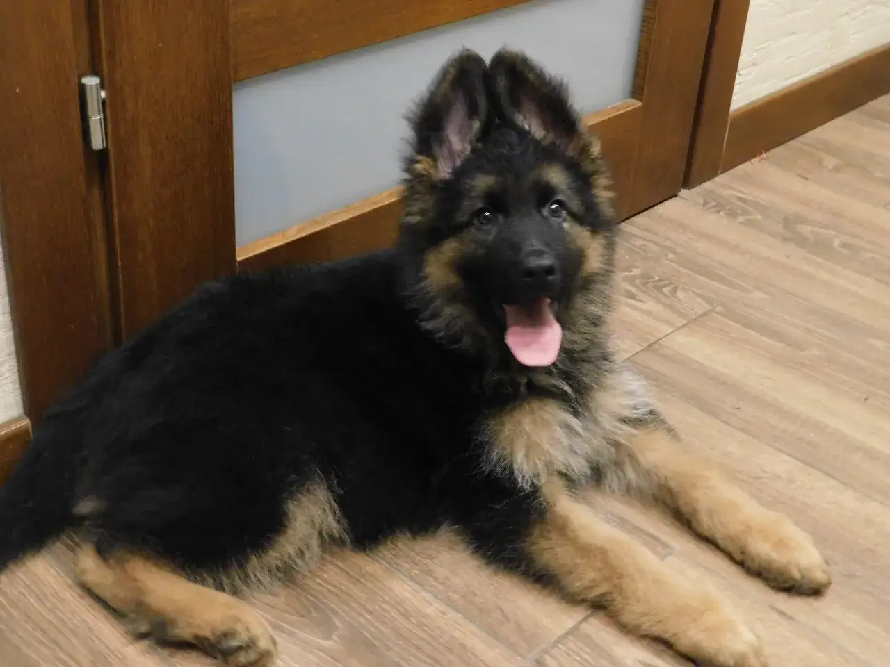 Uroczy szczeniak owczarka niemieckiego długowłosego, gotowy do adopcji. Sprawdź owczarek niemiecki długowłosy cena.