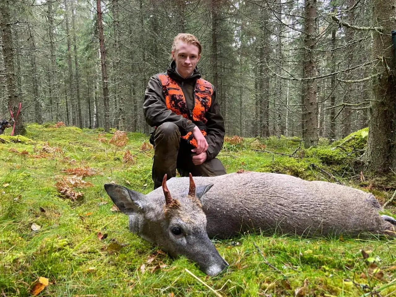 Ung viltv&aring;rdare i skogen med en f&auml;lld r&aring;bock. Praktisk viltv&aring;rdare utbildning i f&auml;lt.