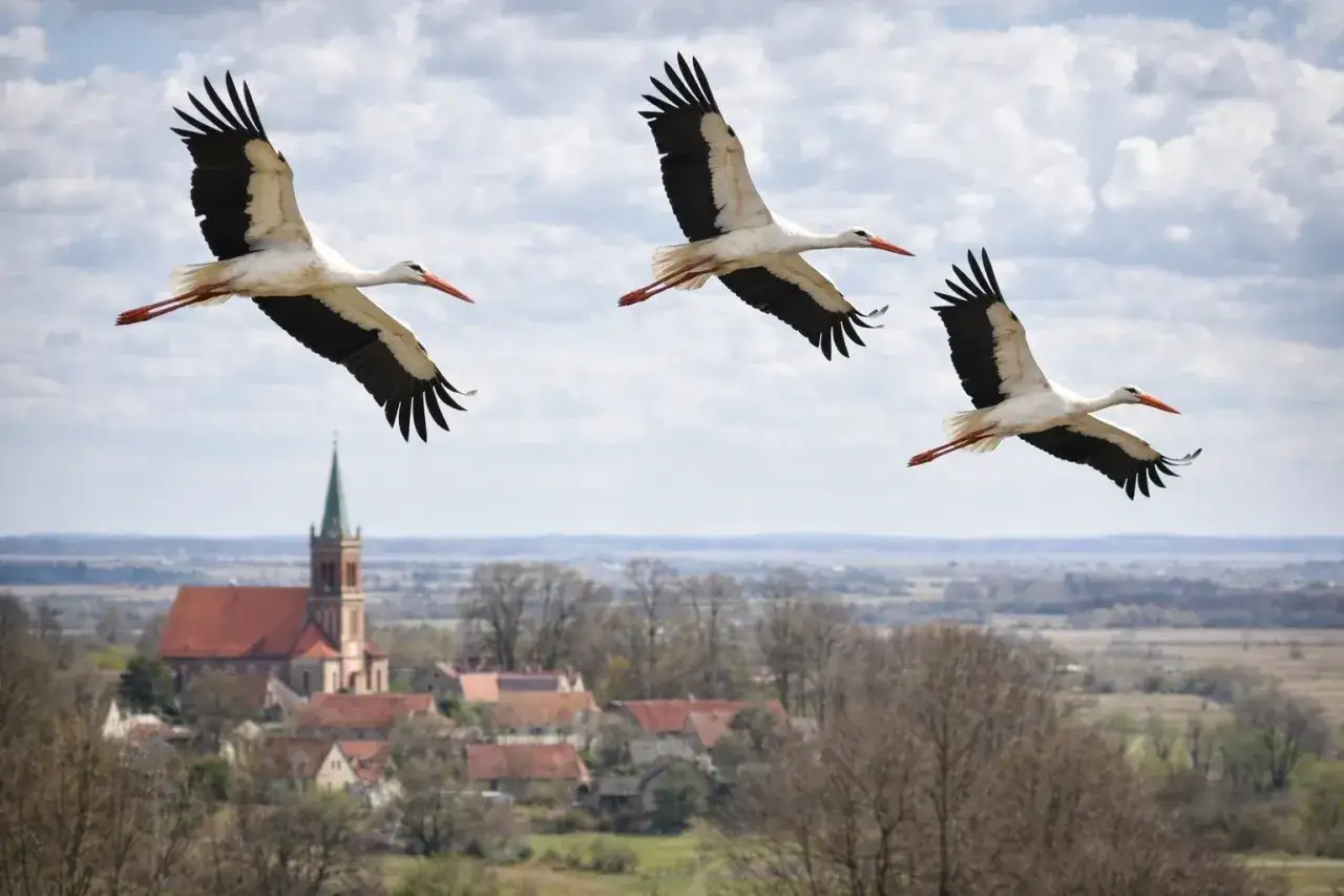 Trzy bociany lecą nad polską wsią z kościołem, symbolizując wiosnę i czas, kiedy bociany wracają do Polski.