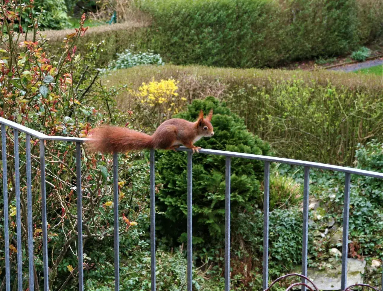 Ein Eichh&ouml;rnchen balanciert auf einem Gel&auml;nder, ein Zeichen f&uuml;r wilde Tiere in der Stadt.