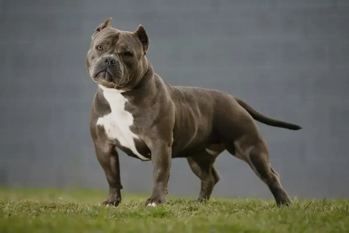 Potężny american bully, choć jego postawa może sugerować agresję, stoi dumnie na trawie.