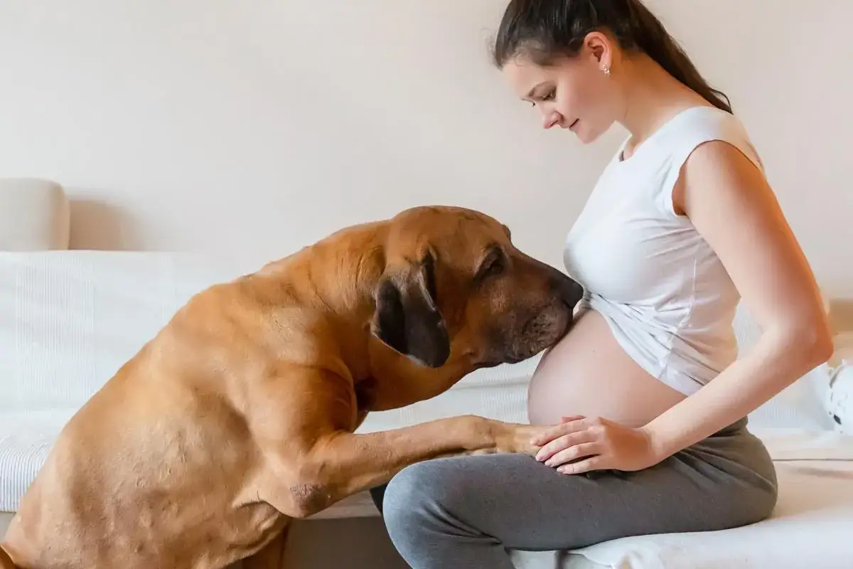 Un chien sent la grossesse de sa ma&icirc;tresse. Il pose sa patte sur son ventre, curieux de ce nouveau membre de la famille.