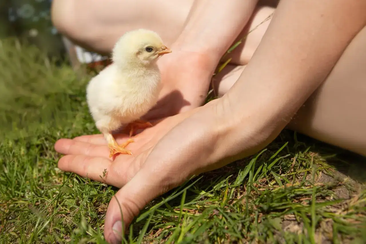 Un tenero pulcino giallo riposa su una mano, mentre l'erba verde circonda. Chiss&agrave; quanto ci mette un pulcino a diventare gallina?