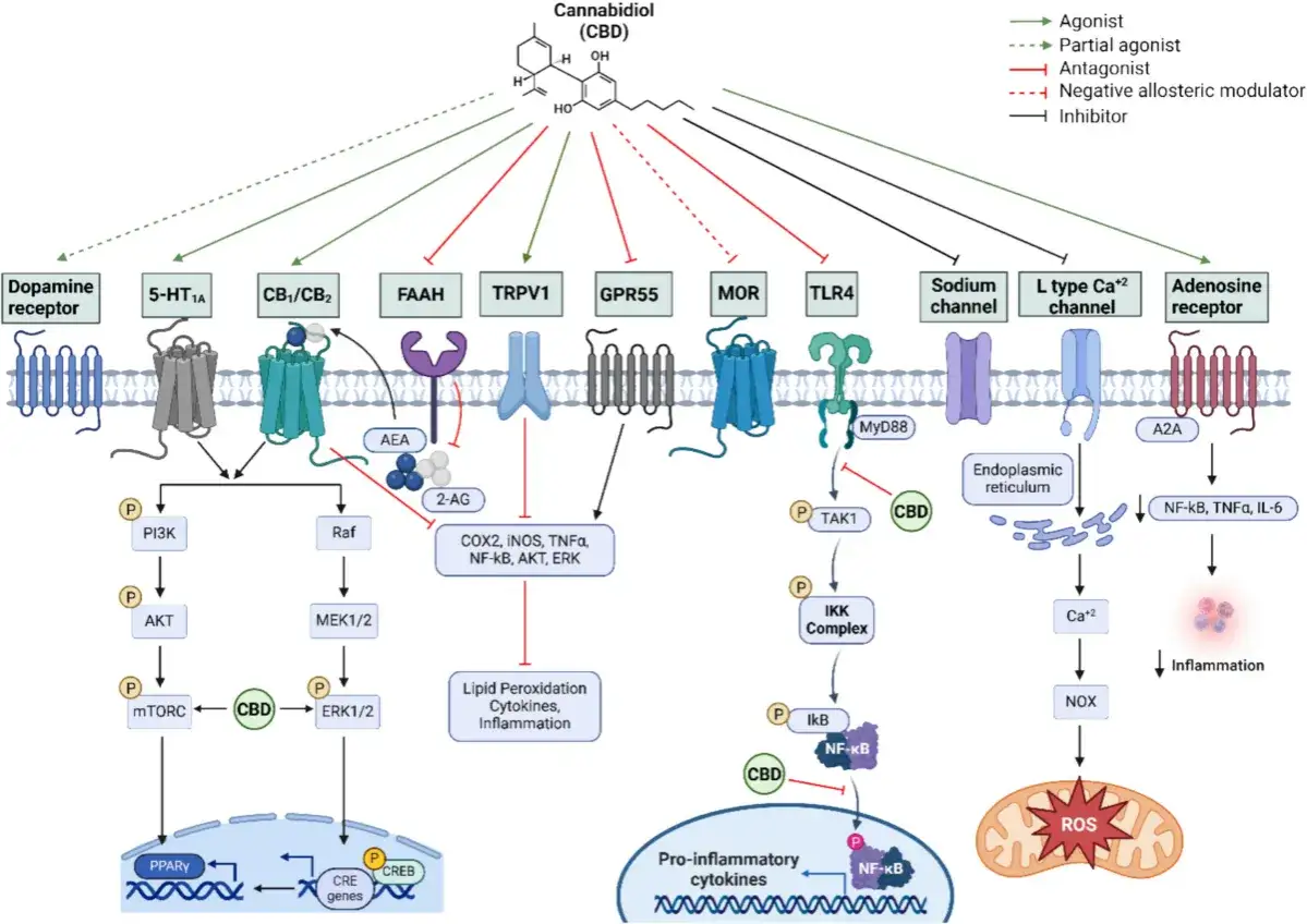 CBD hemmt Entz&uuml;ndungen, indem es auf verschiedene Rezeptoren wirkt und Signalwege wie NF-&kappa;B beeinflusst, was zu weniger pro-inflammatorischen Zytokinen f&uuml;hrt.