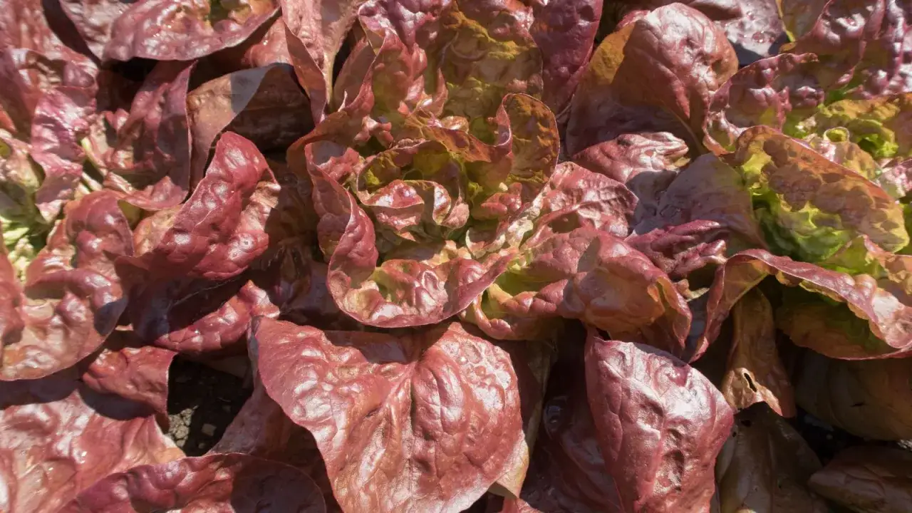Ein pr&auml;chtiger Kopf Lollo Rosso, auch bekannt als lila Salat, mit seinen tiefroten, krausen Bl&auml;ttern, die im Sonnenlicht gl&auml;nzen.