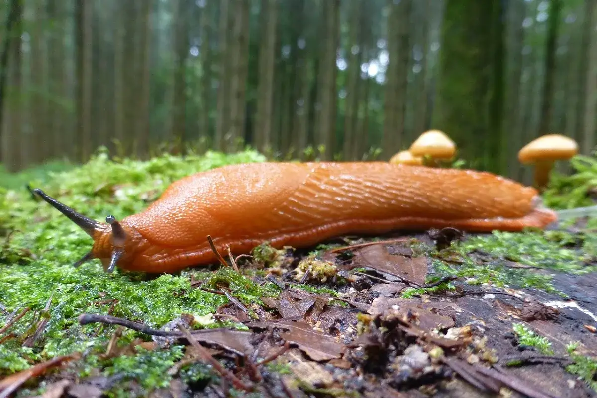 Lumache rosse si muovono su muschio umido in una foresta.