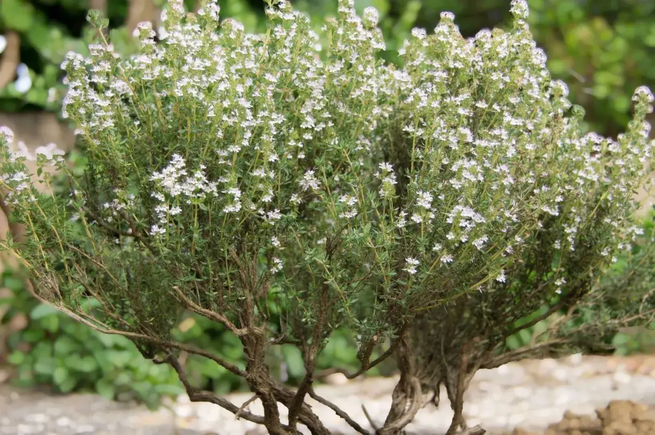 Un buisson de thym en pleine floraison, prêt à être récolté pour parfumer vos plats.