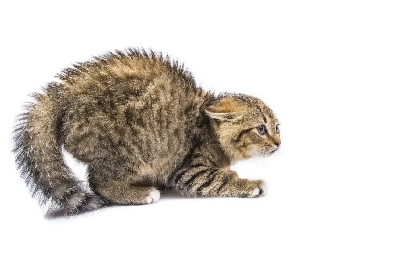 Un chaton tigr&eacute;, le poil h&eacute;riss&eacute;, semble effray&eacute;. Il faut savoir comment socialiser un chat craintif pour qu'il retrouve sa confiance.