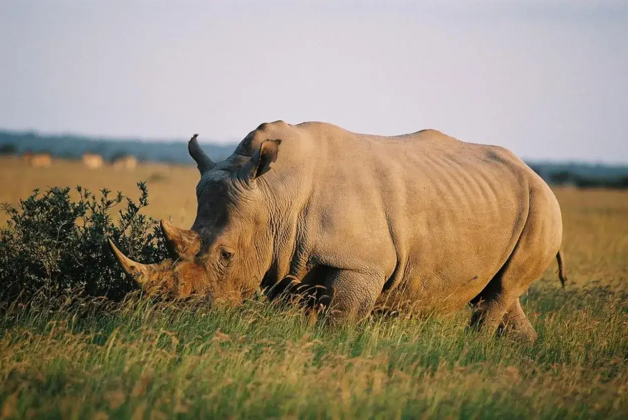 Nosorożec biały w trawie. Niezapomniane wrażenia z Botswana wycieczki.