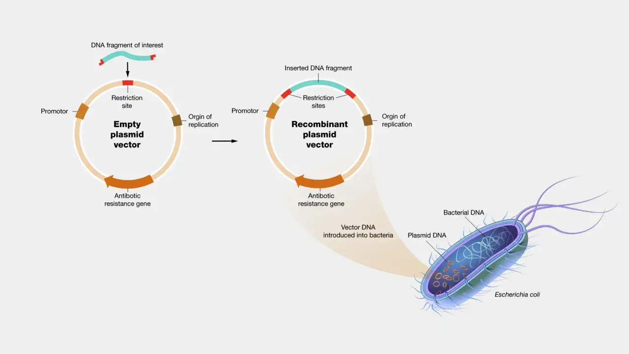 Wektor w biologii to cząsteczka DNA, np. plazmid, używana do wprowadzenia obcego DNA do komórki.