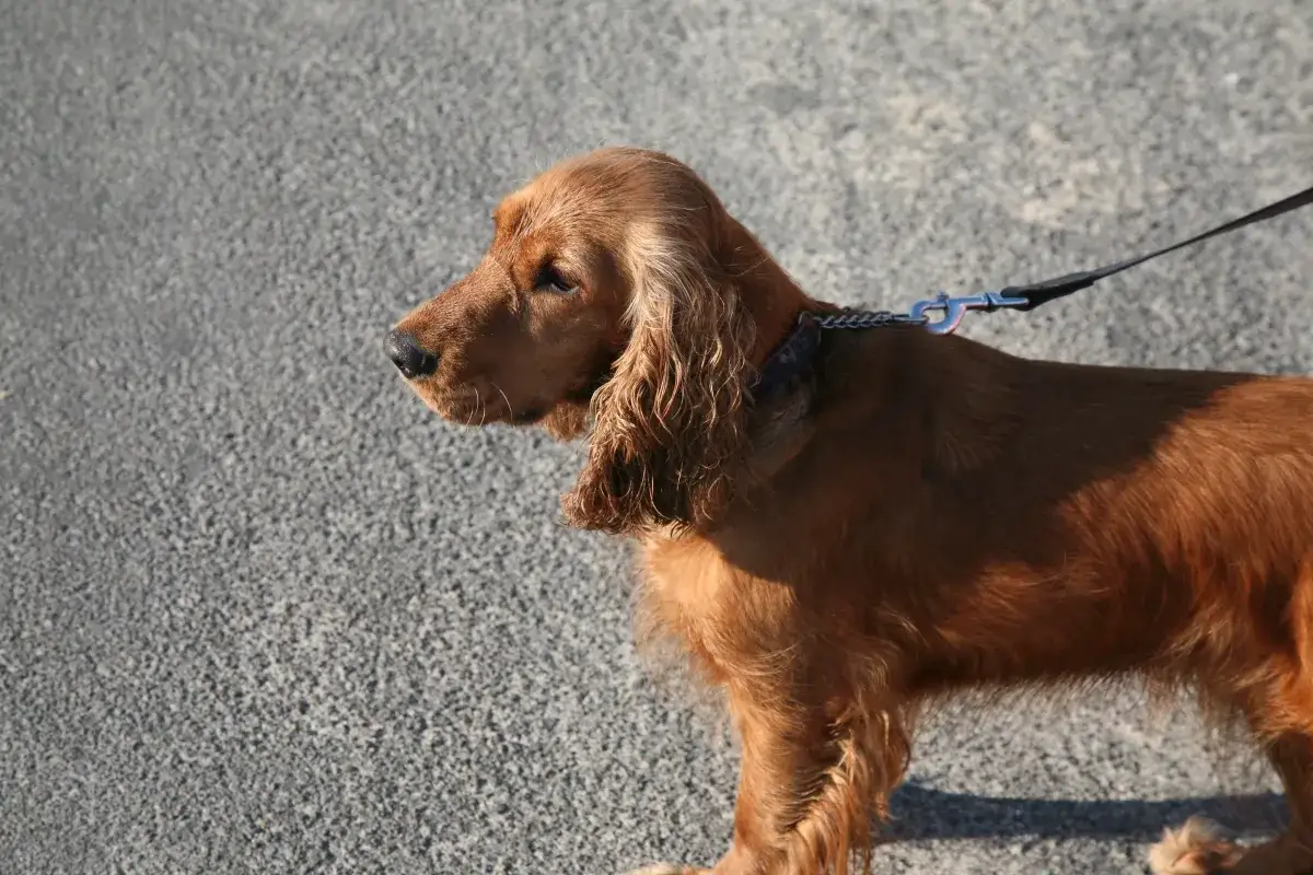 Rudy sussex spaniel na smyczy, z długimi, falującymi uszami, patrzy w bok.