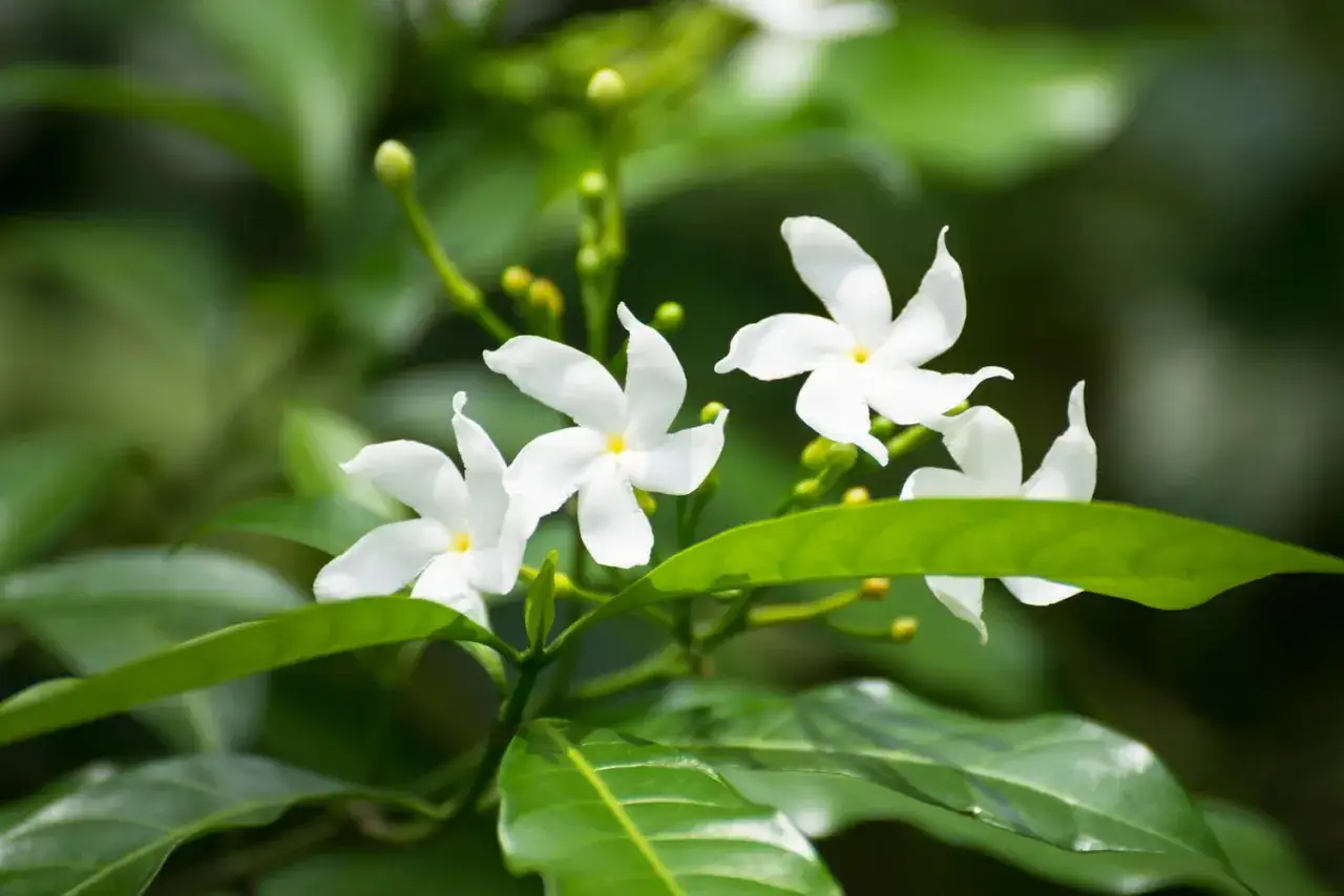 Fleurs blanches d&eacute;licates, promesse du jasmin le plus parfum&eacute;.
