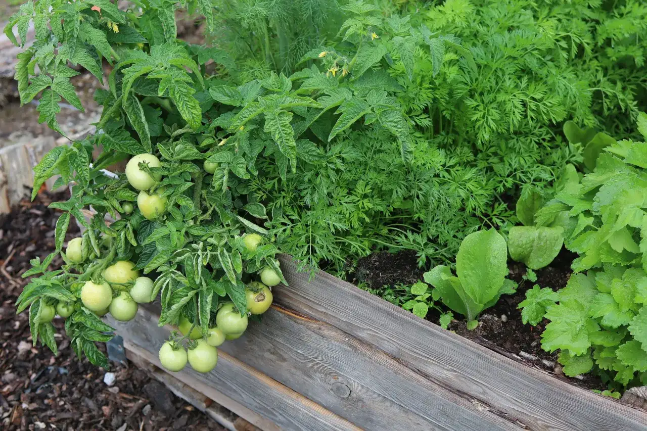 Gr&ouml;na, stora tomater h&auml;nger fr&aring;n en planta i en pallkrage, omgiven av morotsblast och sallat.