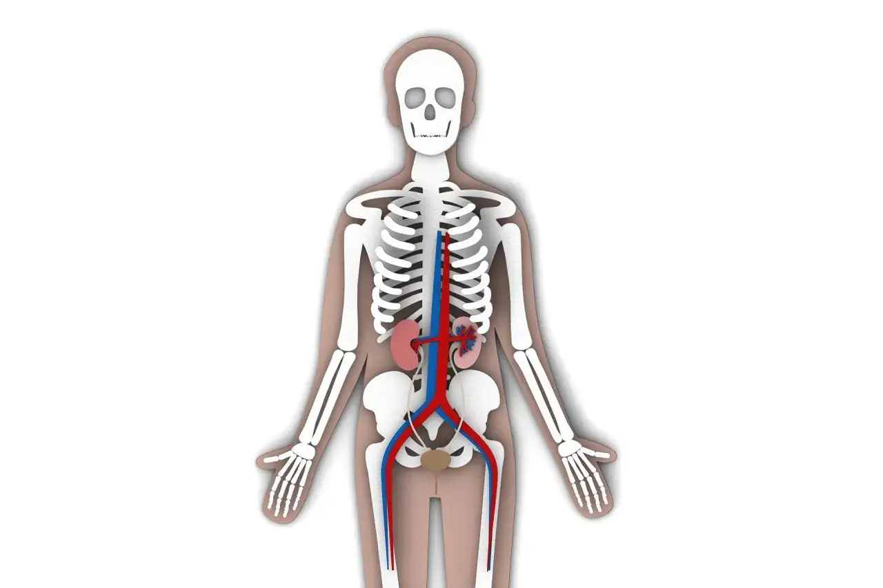 Szkielet człowieka z widocznymi nerkami i pęcherzem. To ilustracja układu moczowego, która może być używana w celach edukacyjnych, np. do nauki anatomii w epoce cyfrowej.