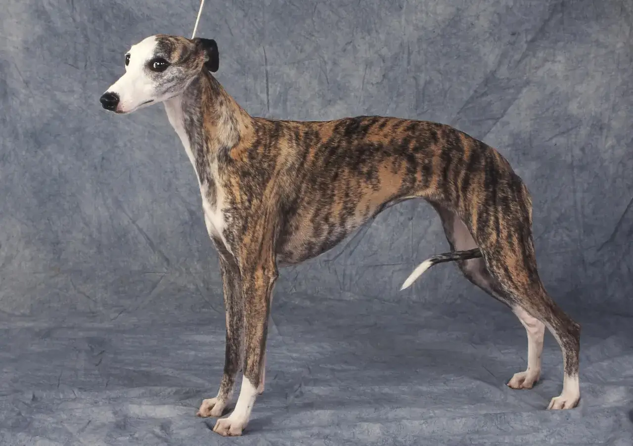 Un élégant lévrier whippet tigré, le poil court, se tient fièrement sur un fond gris.