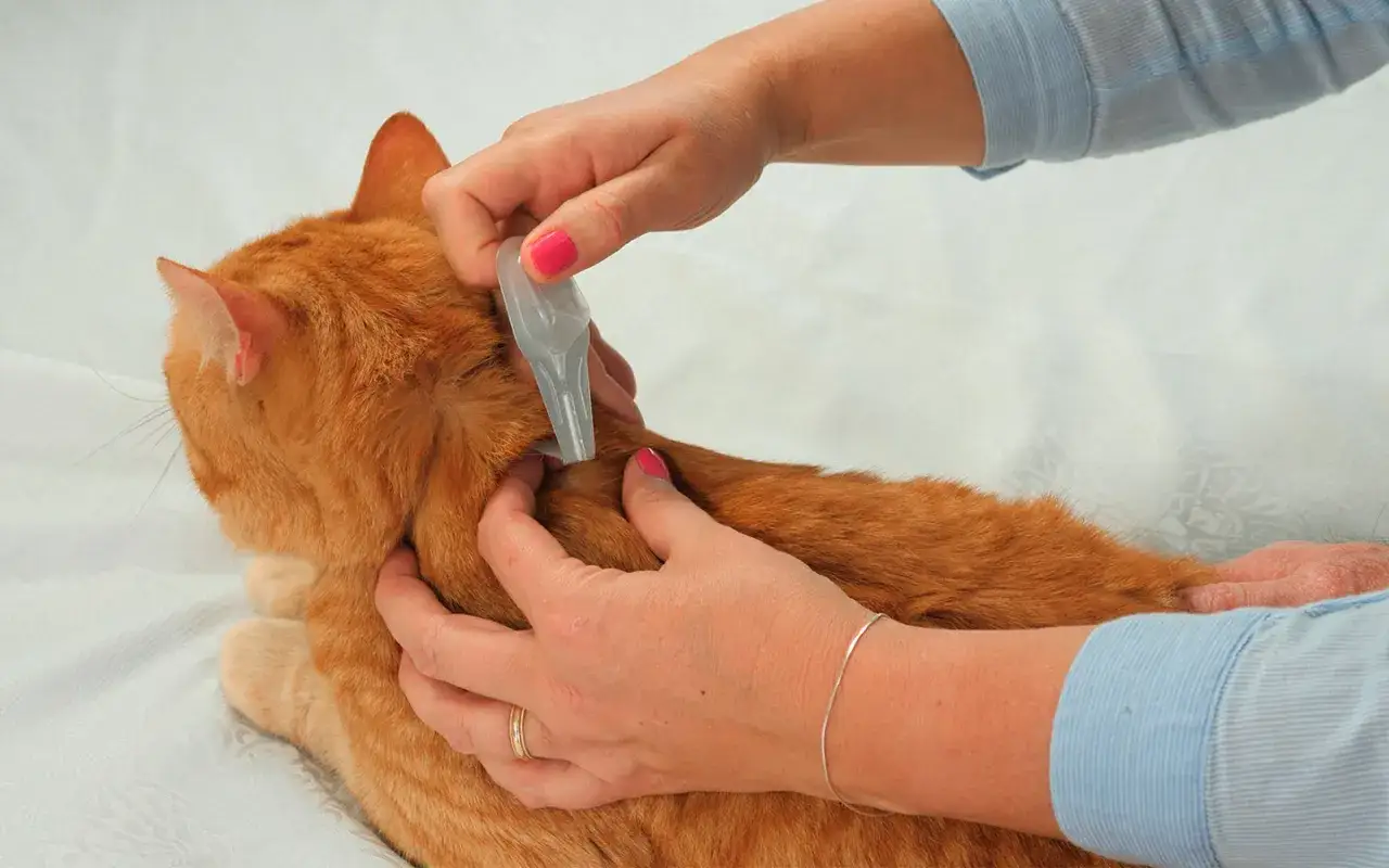 Manos aplican líquido en la nuca de un gato naranja, mostrando cómo desparasitar a un gato.