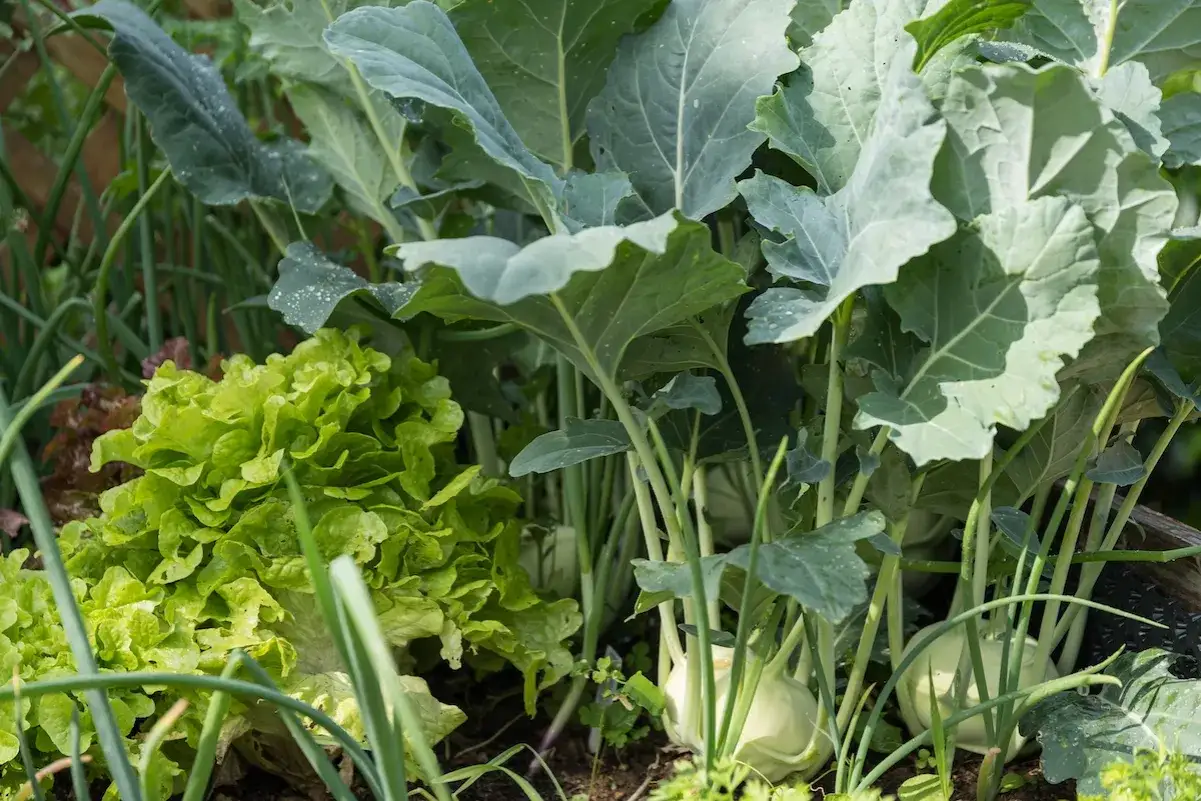 Ein grüner Salat und Kohlrabi wachsen nebeneinander im Garten. Sie sind wie gute Nachbarn, die sich gegenseitig Platz lassen.