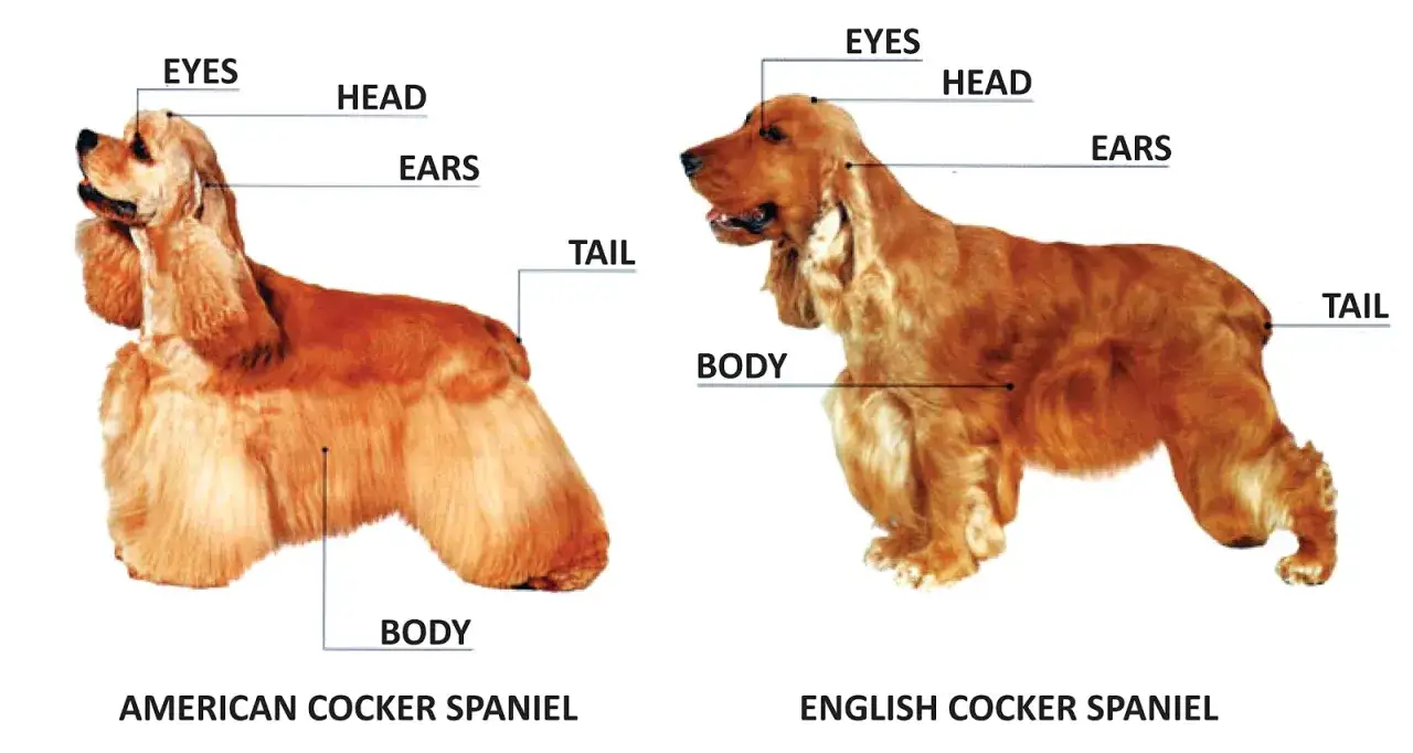 Dwa cocker spaniel odmiany: amerykański i angielski, z zaznaczonymi częściami ciała: oczy, głowa, uszy, ogon, tułów.