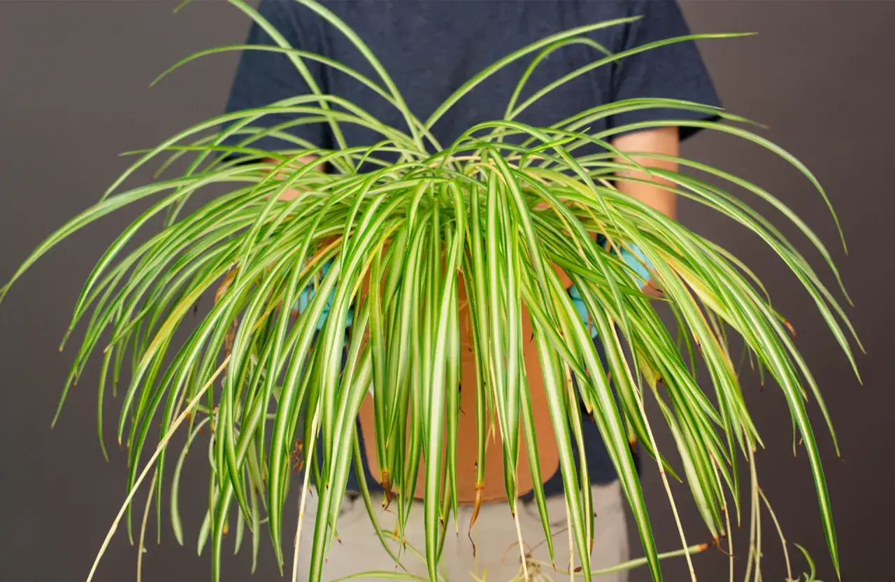 Un chlorophytum extérieur, avec ses longues feuilles vertes et blanches, est tenu dans un pot en terre cuite.