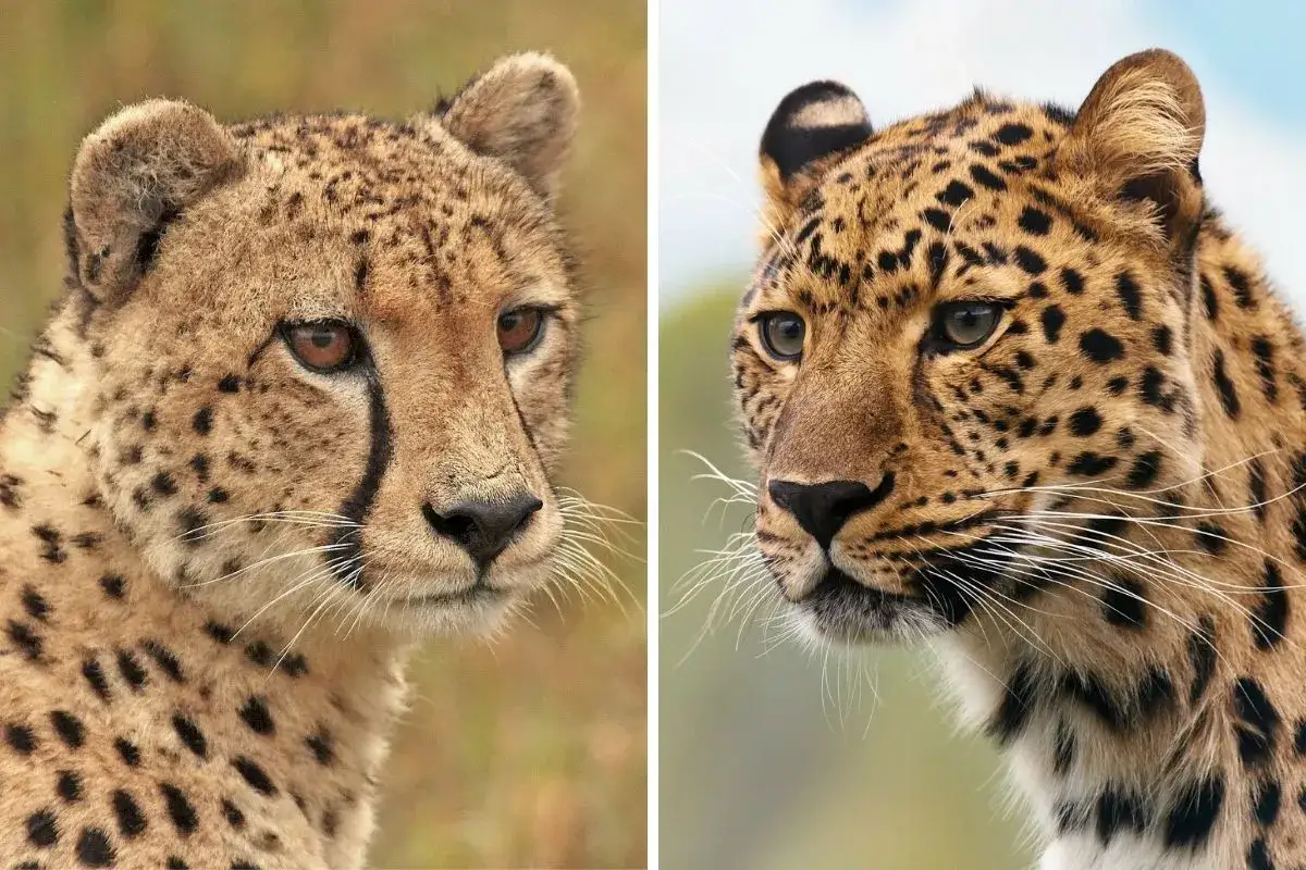 Primeros planos de un guepardo y un leopardo, mostrando sus distintivas manchas y miradas intensas.