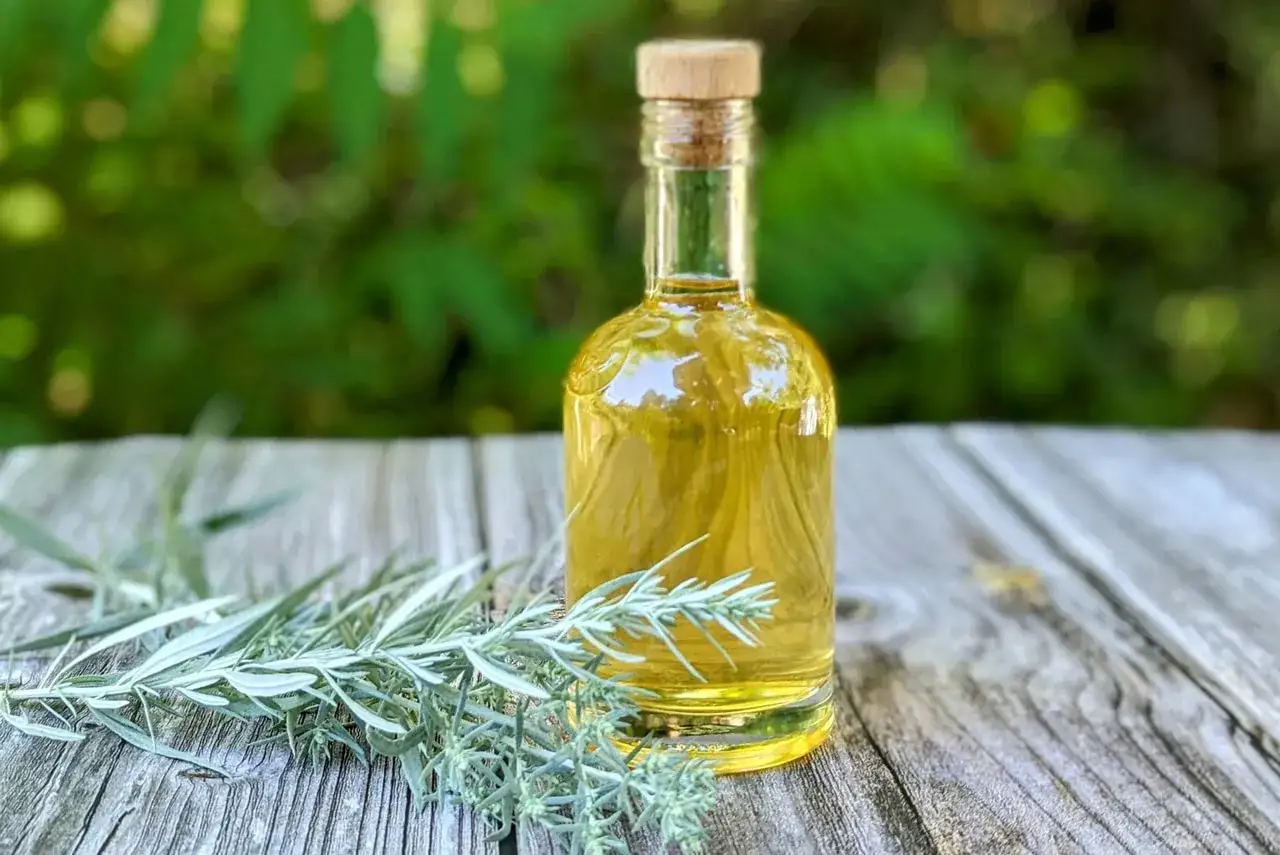 Flasche mit gelbem Wermutöl und Zweigen auf Holztisch. Ein altes Wermut Rezept, das die Essenz der Natur einfängt.